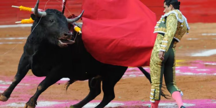 Sheinbaum a favor de corridas de toros, pero sin maltratar a los animales