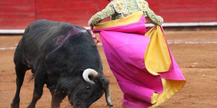 “Es una buena salida” propuesta de Brugada de prohibir corridas de toros con violencia: Sheinbaum