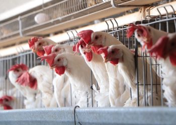 Detectan primer caso humano de influenza aviar A (H5N1) en Durango