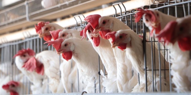 Detectan primer caso humano de influenza aviar A (H5N1) en Durango