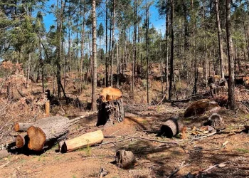 Partido Verde propone hasta 35 años de prisión por tala ilegal