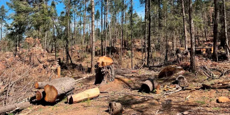 Partido Verde propone hasta 35 años de prisión por tala ilegal