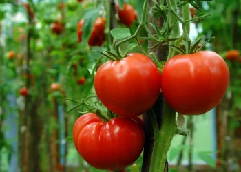 EEUU impone arancel de 20.91% al tomate mexicano desde el 14 de julio