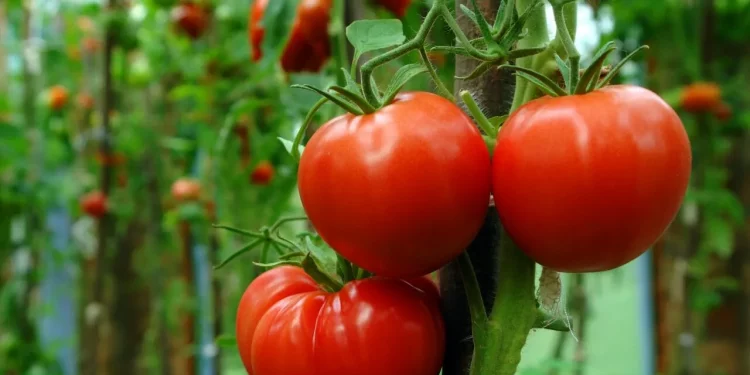 EEUU impone arancel de 20.91% al tomate mexicano desde el 14 de julio