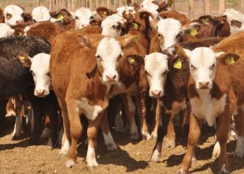 Suspende EEUU exportación de ganado mexicano por presencia de gusano barrenador