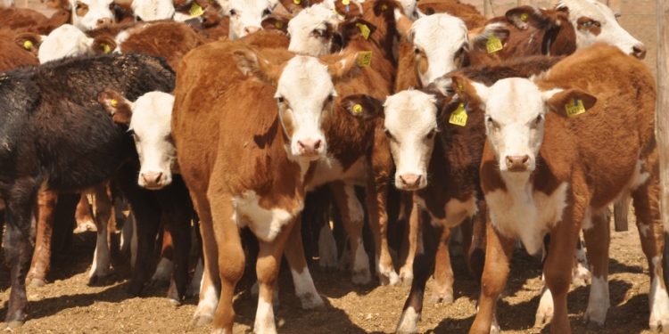 Suspende EEUU exportación de ganado mexicano por presencia de gusano barrenador