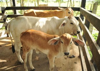 EEUU mantiene suspensión de importación de ganado mexicano por brote de gusano barrenador