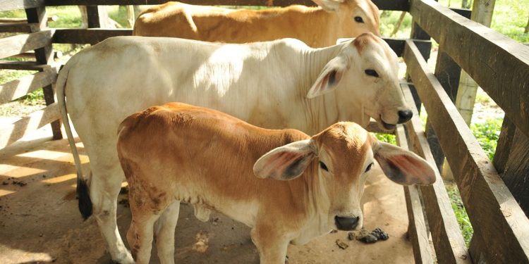 EEUU mantiene suspensión de importación de ganado mexicano por brote de gusano barrenador