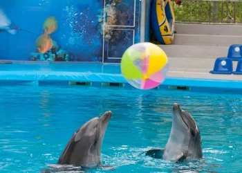 Senado aprueba reforma para prohibir espectáculos con mamíferos marinos