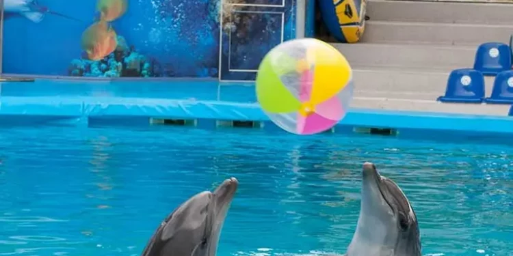 Senado aprueba reforma para prohibir espectáculos con mamíferos marinos