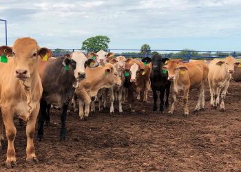 EU reabrirá frontera con México para el ingreso de ganado a partir del 7 de julio