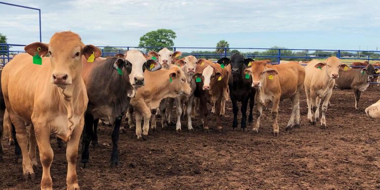 EU reabrirá frontera con México para el ingreso de ganado a partir del 7 de julio