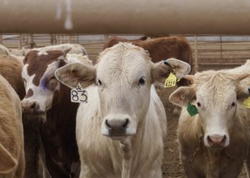 Con cerca de 900 cabezas, México retoma exportación de ganado tras combate al gusano barrenador