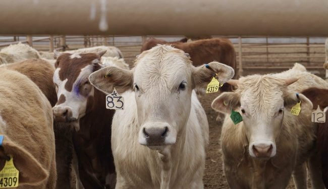 Con cerca de 900 cabezas, México retoma exportación de ganado tras combate al gusano barrenador