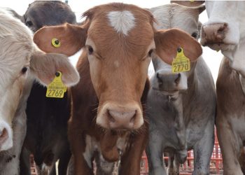 EEUU cierra de nuevo frontera al ganado mexicano por brote de gusano barrenador en Veracruz