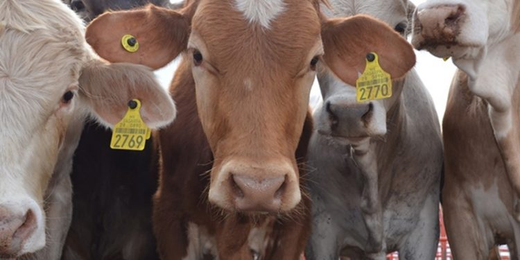 EEUU cierra de nuevo frontera al ganado mexicano por brote de gusano barrenador en Veracruz