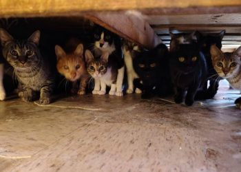 Gobierno de Tecámac rescata a 90 gatos en condiciones insalubres tras denuncia vecinal