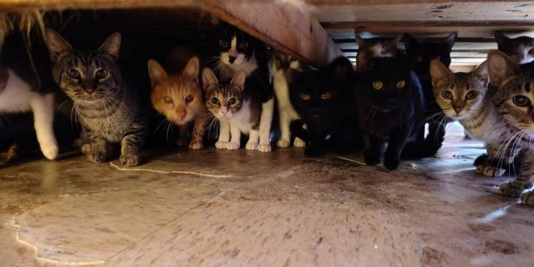 Gobierno de Tecámac rescata a 90 gatos en condiciones insalubres tras denuncia vecinal