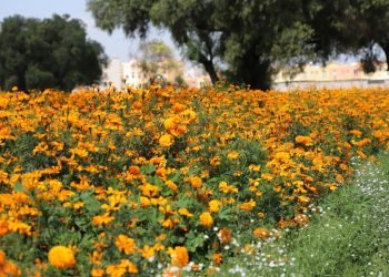Campos de cempasúchil tiñen de naranja a Tecámac para el Día de Muertos