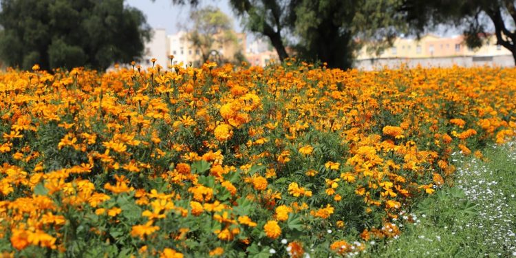 Campos de cempasúchil tiñen de naranja a Tecámac para el Día de Muertos