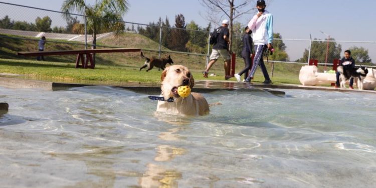 Gran aceptación entre los tecamaquenses el Parque Canino de Sierra Hermosa