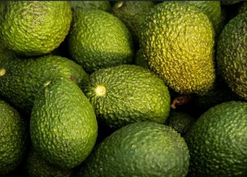 Senadora Mariela Gutiérrez propone abrir mercado estadounidense al aguacate mexiquense