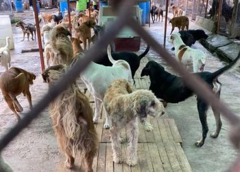 Brugada rescata a 936 animales del Refugio Franciscano por presunto maltrato y hacinamiento severo