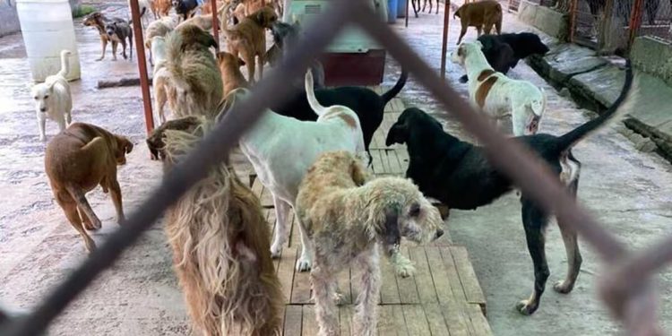 Brugada rescata a 936 animales del Refugio Franciscano por presunto maltrato y hacinamiento severo