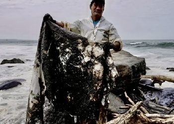 Sheinbaum lanza apoyo emergente de 15 mil pesos a pescadores por derrame en el Golfo de México