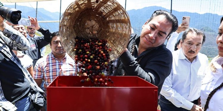 Ramírez Aguilar inyecta más de 103 mdp al café chiapaneco para reactivar la Sierra Mariscal