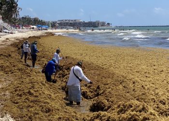 Sheinbaum alista estrategia integral contra el sargazo; supervisará acciones en Quintana Roo este fin de semana