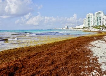 Sheinbaum cambia estrategia contra el sargazo: invertirá 2 mil millones para capturarlo en el mar