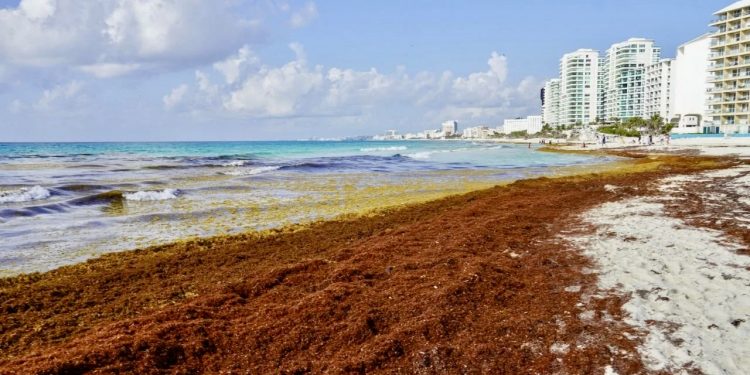 Sheinbaum cambia estrategia contra el sargazo: invertirá 2 mil millones para capturarlo en el mar