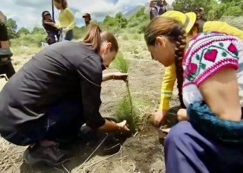 Sheinbaum decreta Jornada Nacional de Reforestación cada segundo domingo de agosto