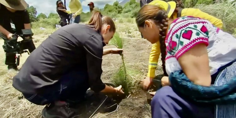 Sheinbaum decreta Jornada Nacional de Reforestación cada segundo domingo de agosto