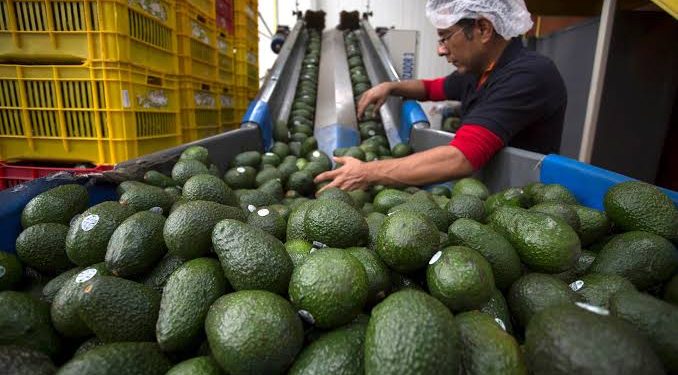 EEUU suspende embarques de aguacate de Michoacán por amenaza de seguridad; se paralizan inspecciones del USDA
