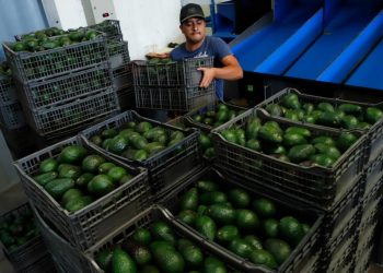 Sheinbaum negocia con EU retorno de inspectores sanitarios para evitar golpe al aguacate michoacano