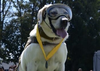 El legado de Frida sigue en los binomios caninos del Plan Marina